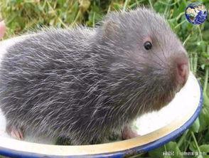 仿野生竹鼠养殖视频,仿野生环境竹鼠养殖技术揭秘