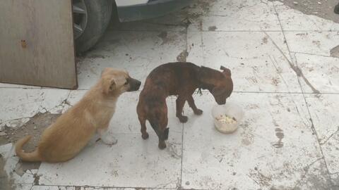 农村小土狗视频,温馨瞬间捕捉